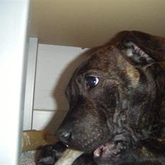 Staffordshire bull terrier Batman