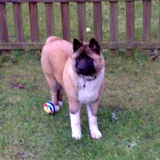 American Akita Brooklyn