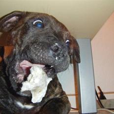 Staffordshire bull terrier Batman