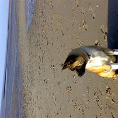 American Akita Brooklyn