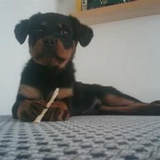 Rottweiler Biggi Smalls