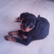 Rottweiler Biggi Smalls