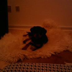 Rottweiler Biggi Smalls