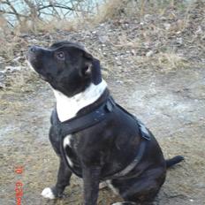 Staffordshire bull terrier Olivia