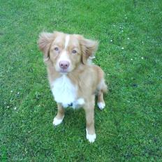 Nova scotia duck tolling retriever rufus