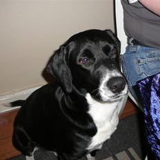 Blanding af racer Basse