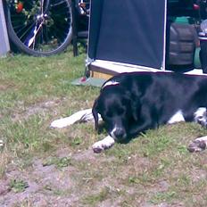 Blanding af racer Basse