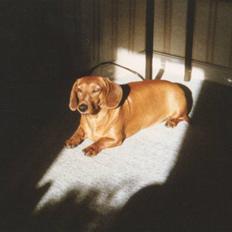 Gravhund Paw