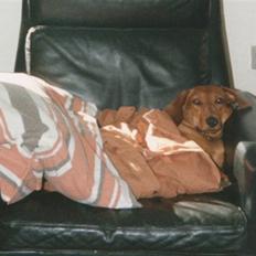 Gravhund Paw