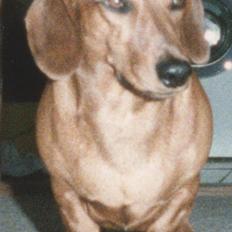 Gravhund Paw