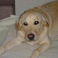 Golden retriever Frodo