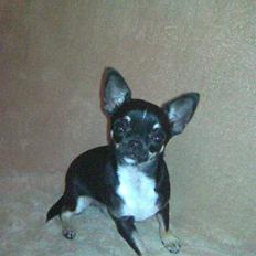 Chihuahua diva (solgt)