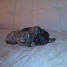 Chihuahua diva (solgt)