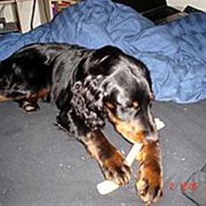 Gordon setter Æblevangens Danny