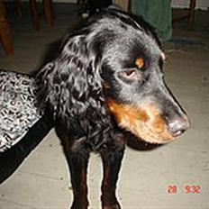 Gordon setter Æblevangens Danny