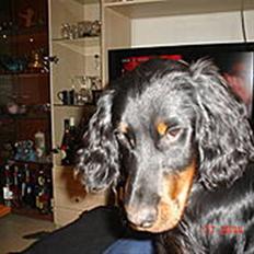 Gordon setter Æblevangens Danny