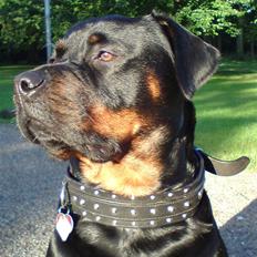 Rottweiler Mudde