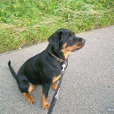 Rottweiler Mudde