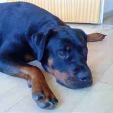 Rottweiler Mudde