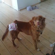Nova scotia duck tolling retriever stalkers beauty (himmelhund)