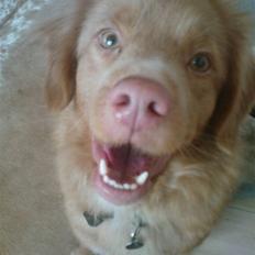 Nova scotia duck tolling retriever stalkers beauty (himmelhund)