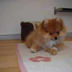 Pomeranian Luka
