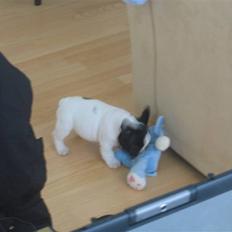 Fransk bulldog Herkules