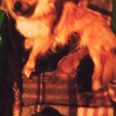 Blanding af racer Malou