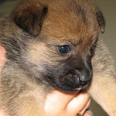 Blanding af racer Designerhund Cairanian - Mollie