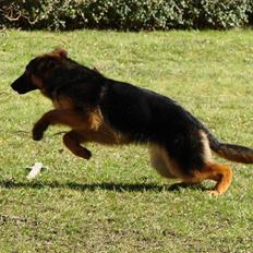 Schæferhund Plys' Bianca ( Solgt )