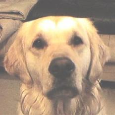 Golden retriever R.I.P Gombert 
