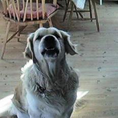 Golden retriever R.I.P Gombert 