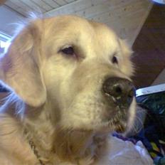 Golden retriever R.I.P Gombert 