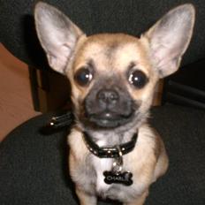 Chihuahua Charlie *LØBET VÆK*
