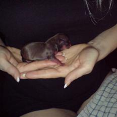 Chihuahua Divine Angel