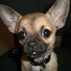 Chihuahua Charlie *LØBET VÆK*