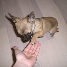 Chihuahua Charlie *LØBET VÆK*