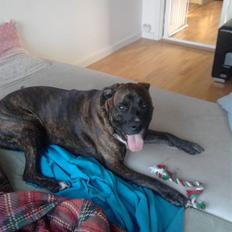 Blanding af racer Rex