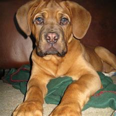 Dogue de bordeaux Kenzo