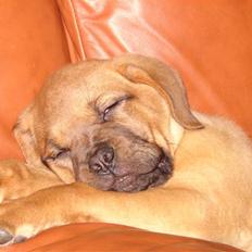 Dogue de bordeaux Kenzo