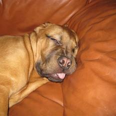 Dogue de bordeaux Kenzo