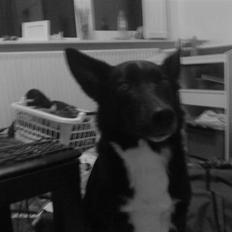 Blanding af racer tøzen