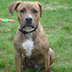 Amerikansk staffordshire terrier (RIP) Terkil 