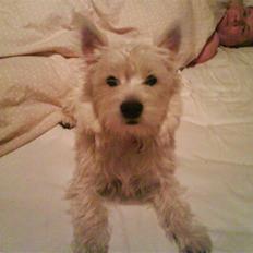 West highland white terrier Freya