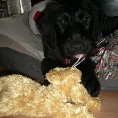 Blanding af racer Nova