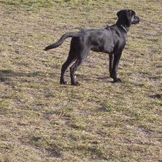 Labrador retriever tajson
