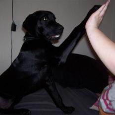 Labrador retriever tajson