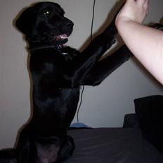 Labrador retriever tajson