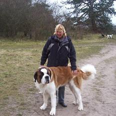 Sankt bernhardshund balou