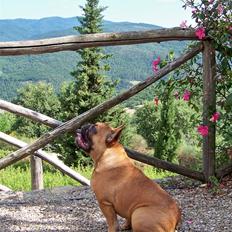 Fransk bulldog Oscar 